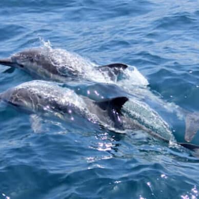 Dolphins in Gold Coast