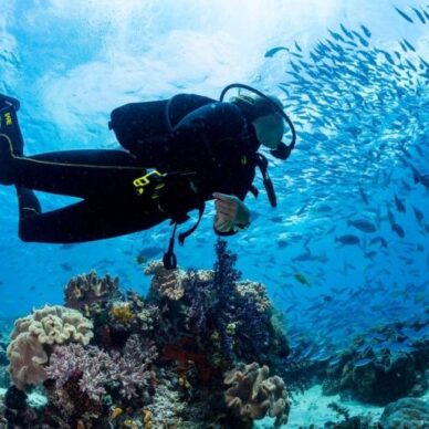A Man Scuba Diving in Main Beach, QLD