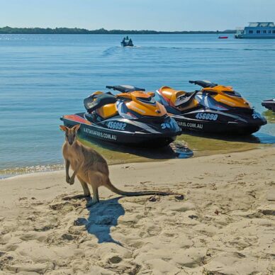 Kangaroo Standing Beside Jet Skis — Jet Ski Hire and Tours in Main Beach, QLD