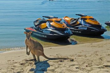 Kangaroo Standing Beside Jet Skis — Jet Ski Hire and Tours in Main Beach, QLD