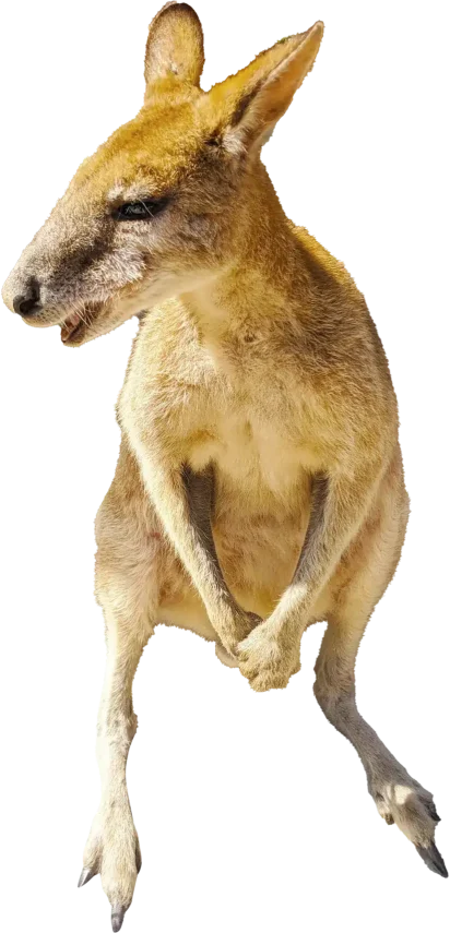 Kangaroo
